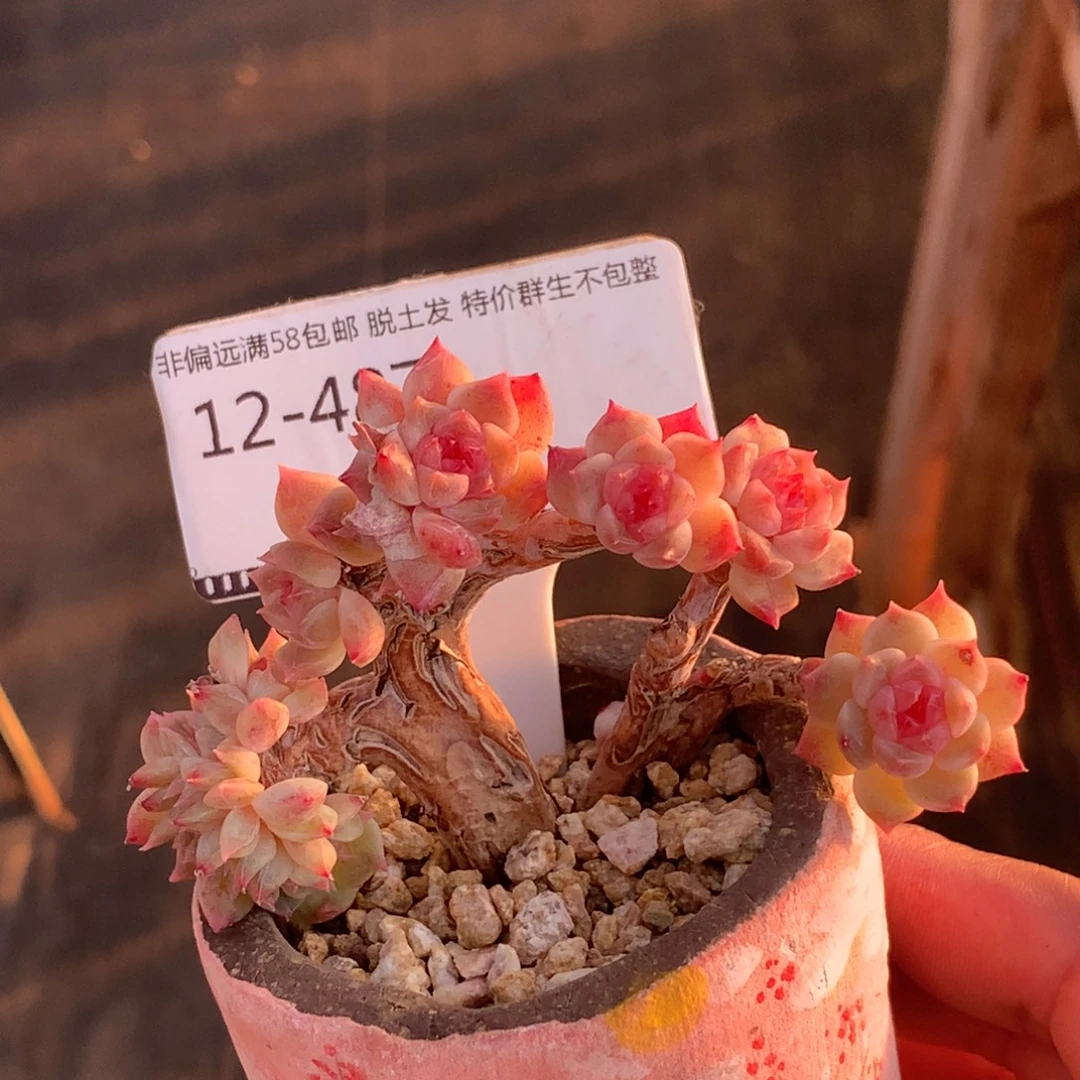 冰魄小树朵朵缀多肉