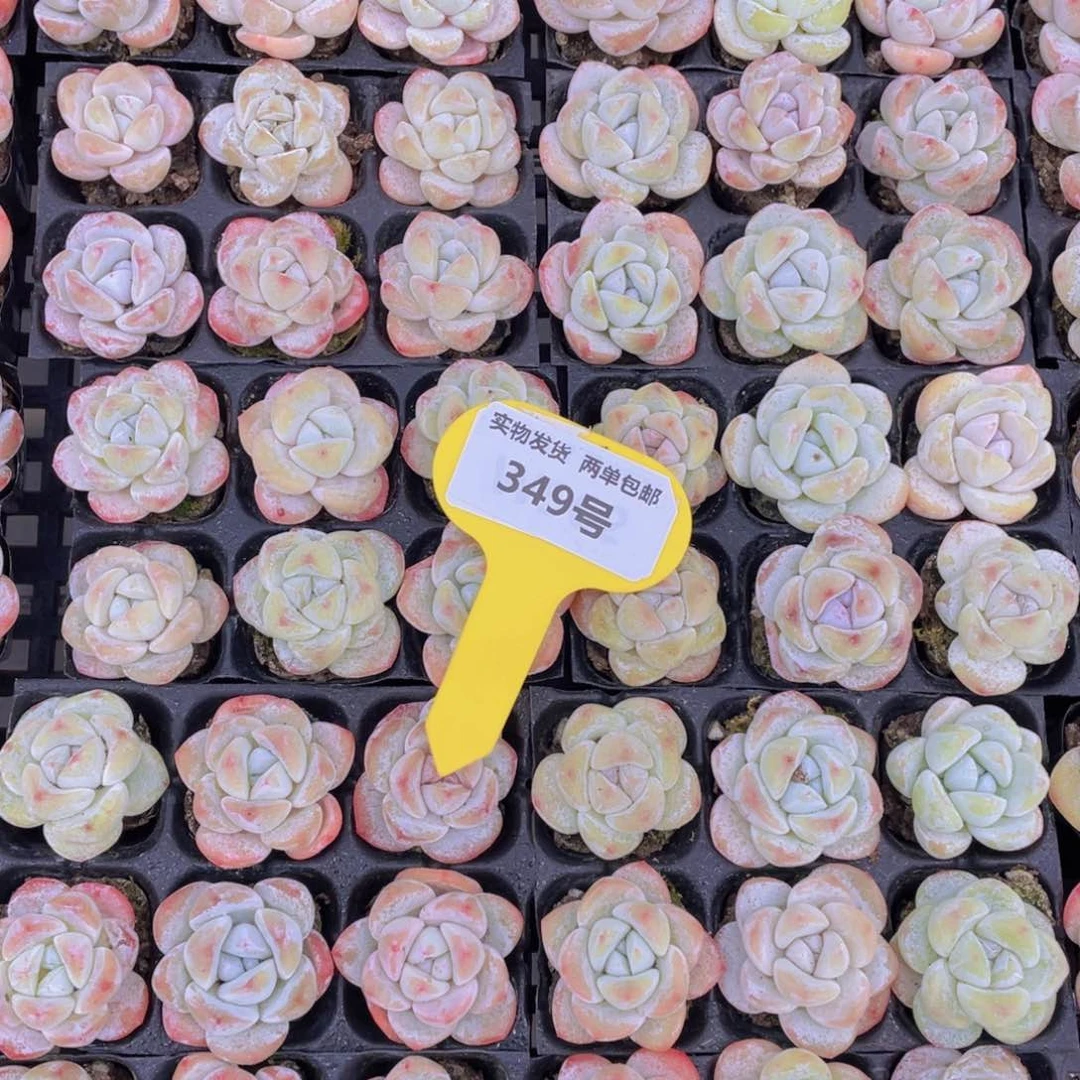 349号珍妮冰玉杂组合9颗