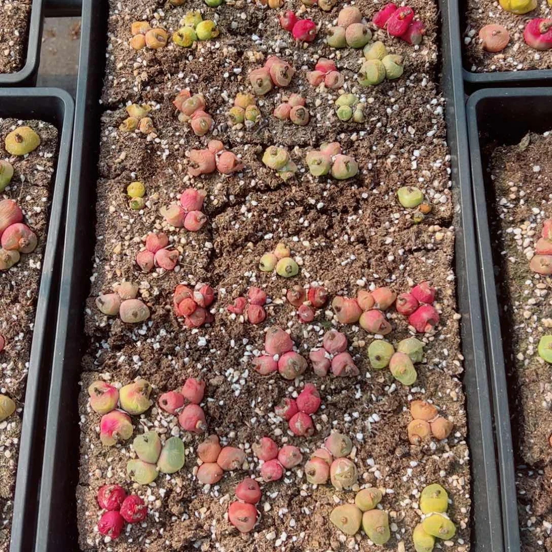 尹*.我很喜欢这个F184