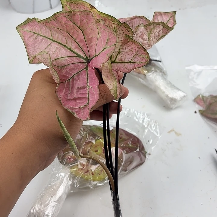 不开花植物虾卷粉