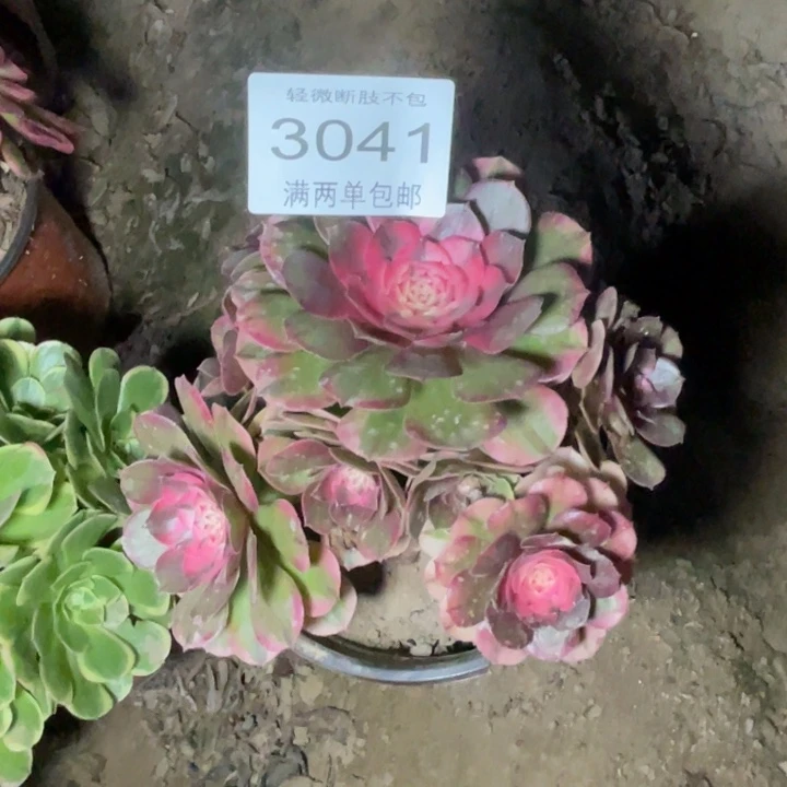 3041荔枝的的多肉的