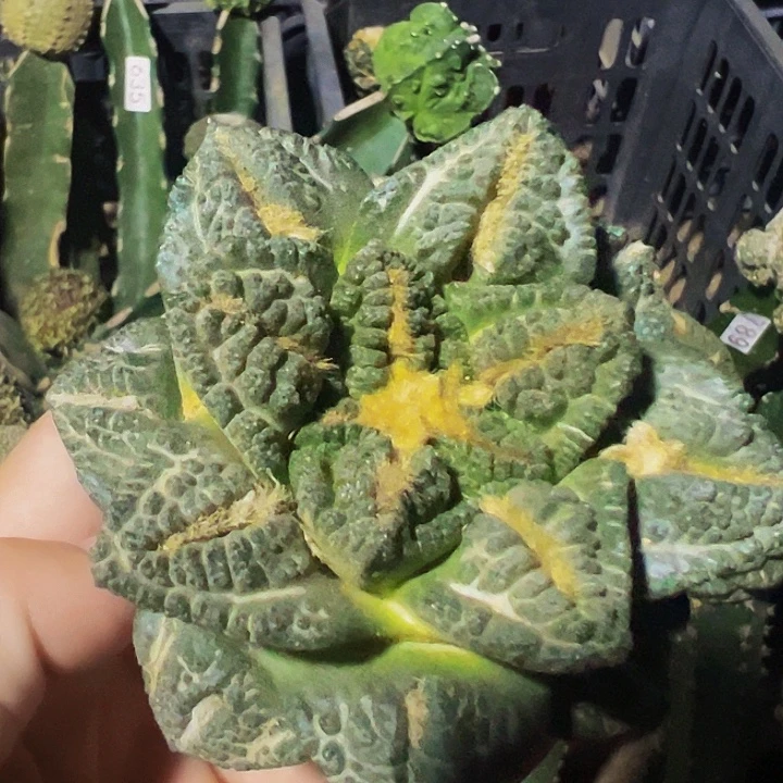 无花朵大尤志贺龟甲牡丹633
