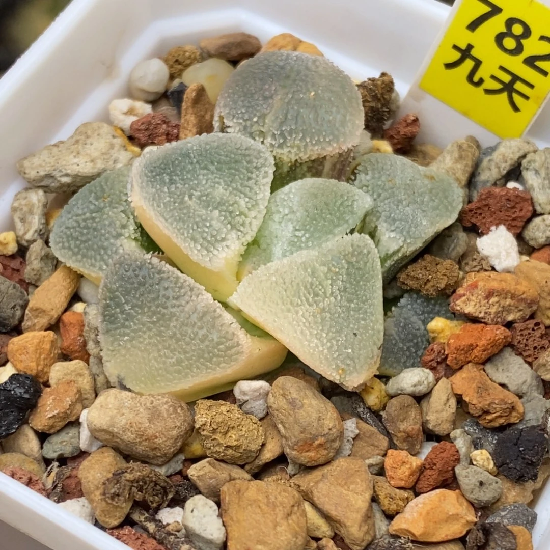 782号冰钻磨面锦锦