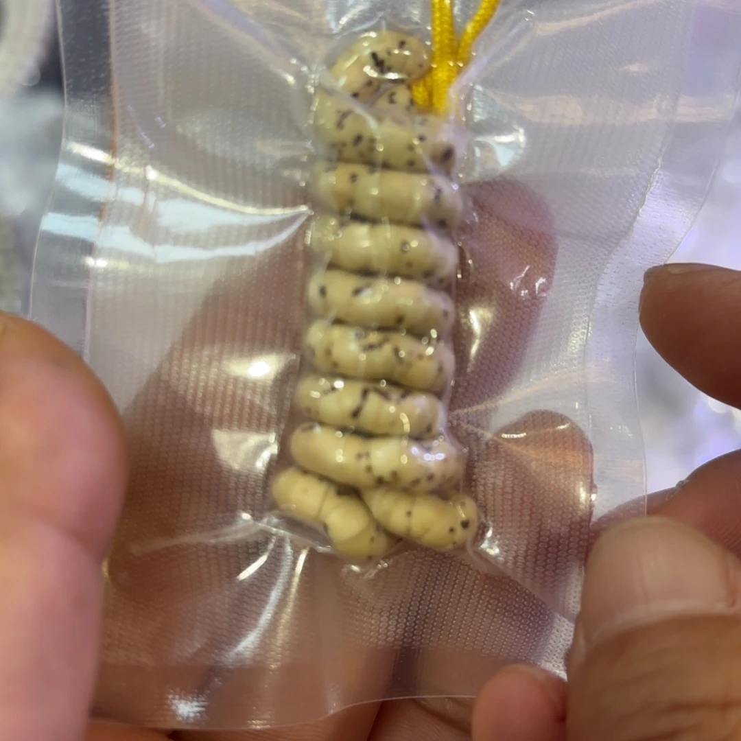 65星月大肠手持全品