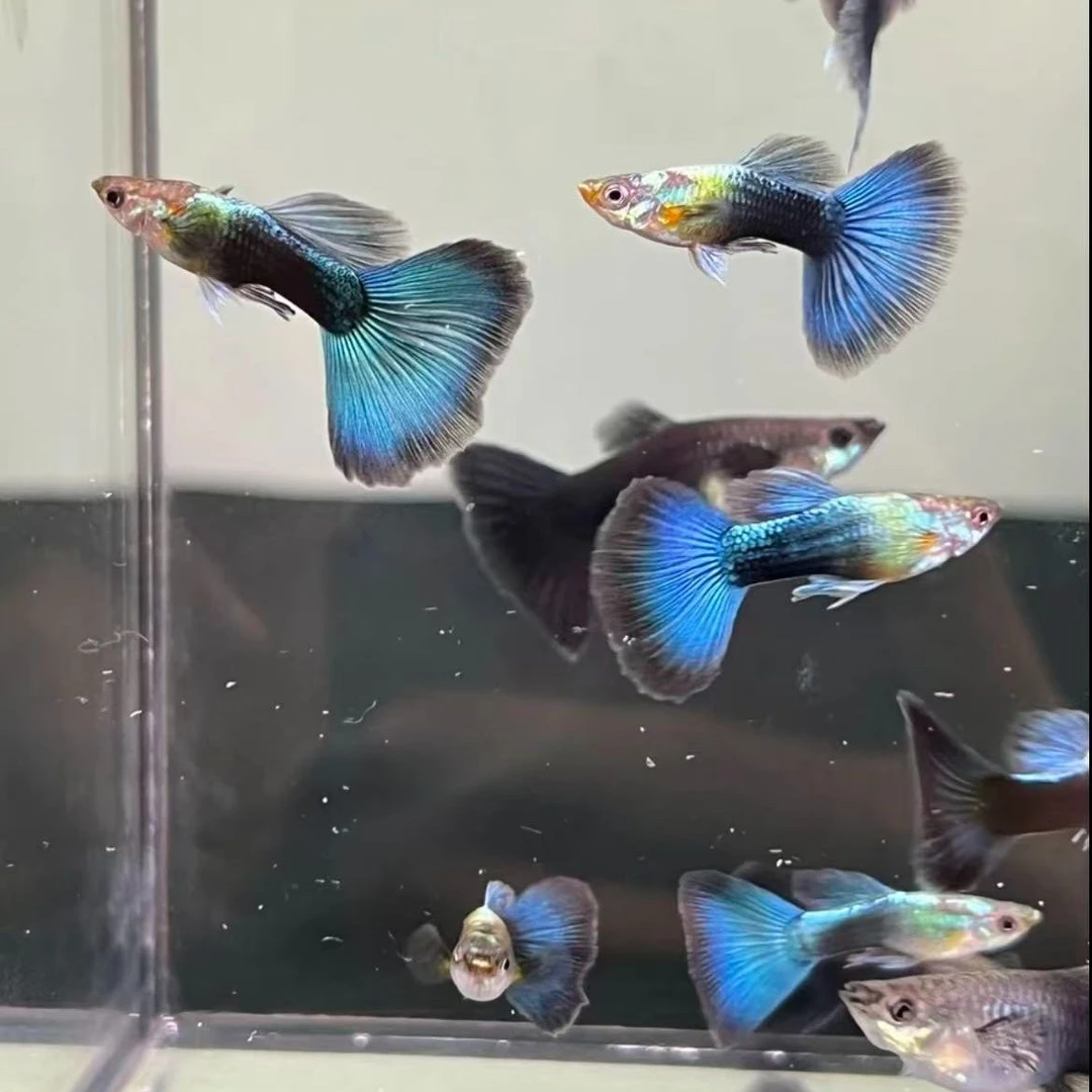 德系蓝礼服孔雀鱼凤尾鱼精品小型热带观赏鱼适合新手好养淡水鱼