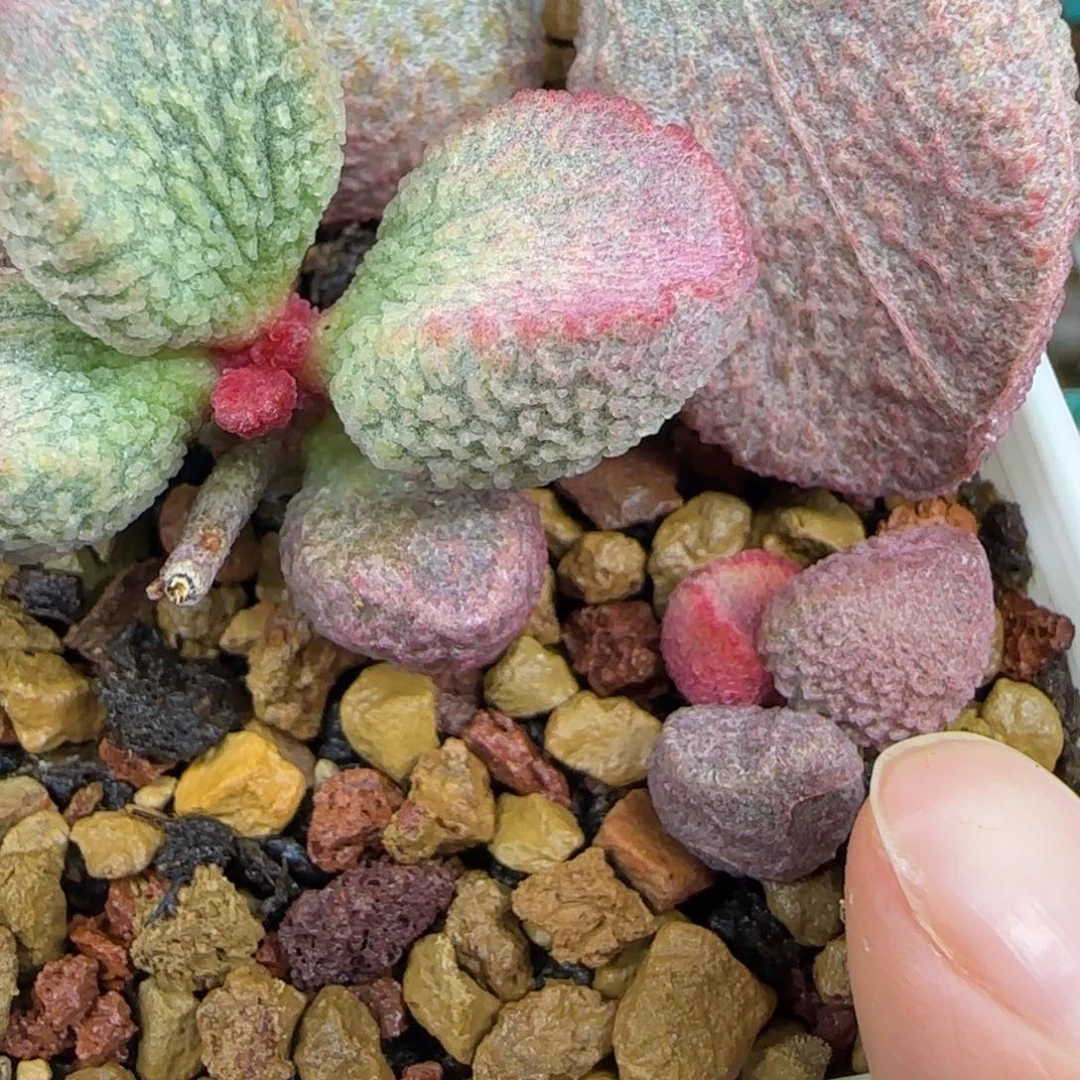 编号317小底叶插，脱土发，图为母本