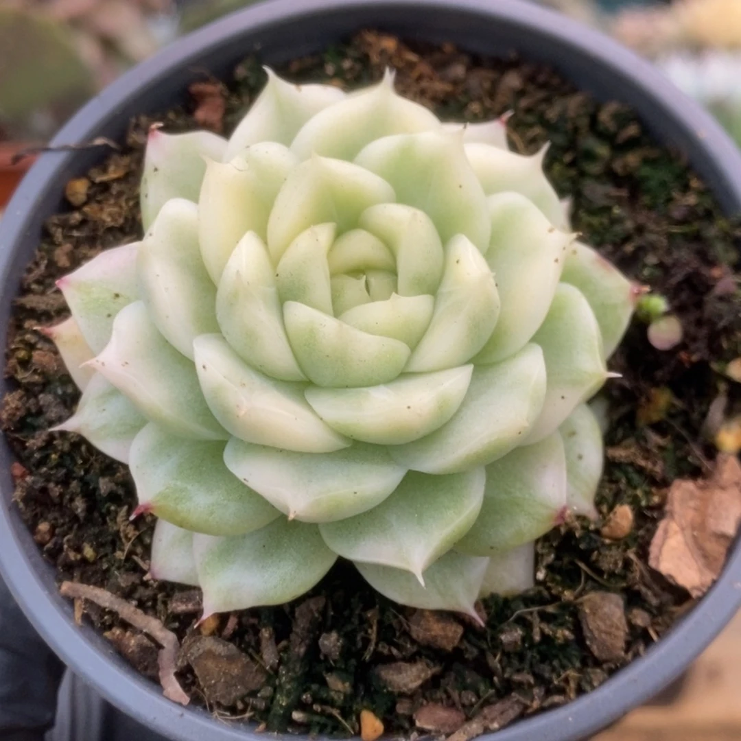 156白瓷麦杆锦锦锦锦锦