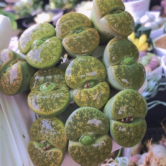 无花朵0606，2.8-3厘米10颗