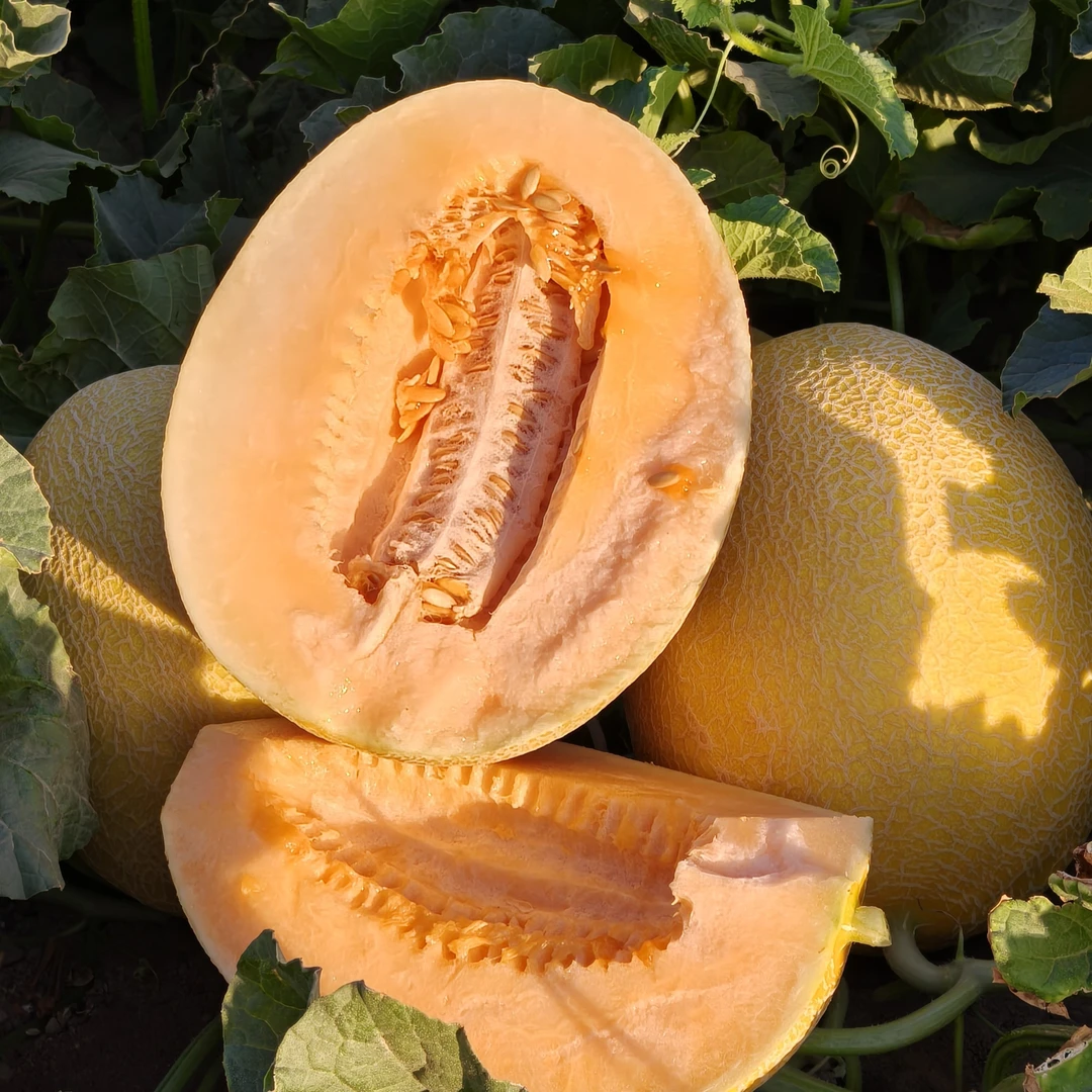 金海蜜1个装  哈密头茬瓜直发新鲜现摘现发脆甜多汁应季水果