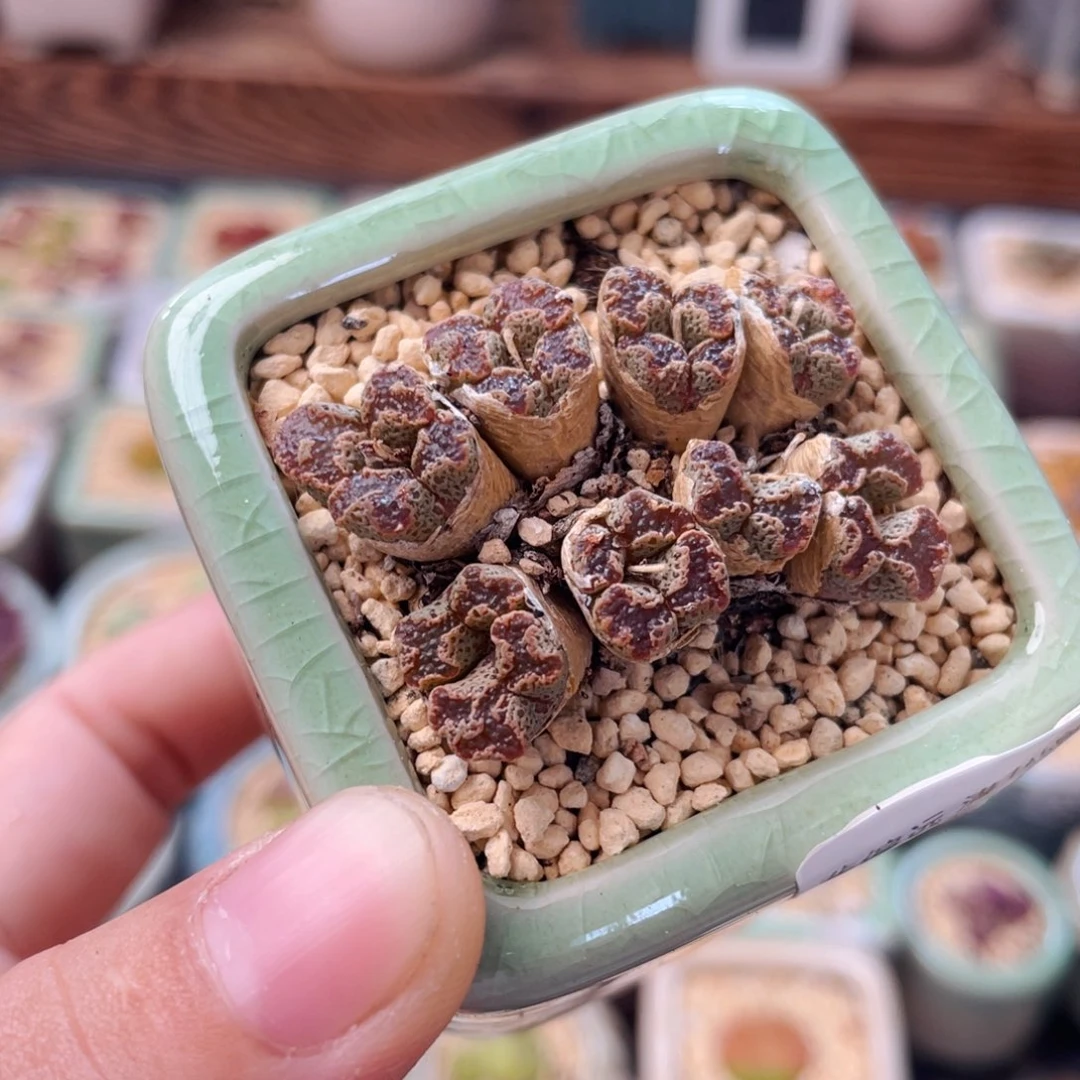 无花朵9503--一物一拍 带盆