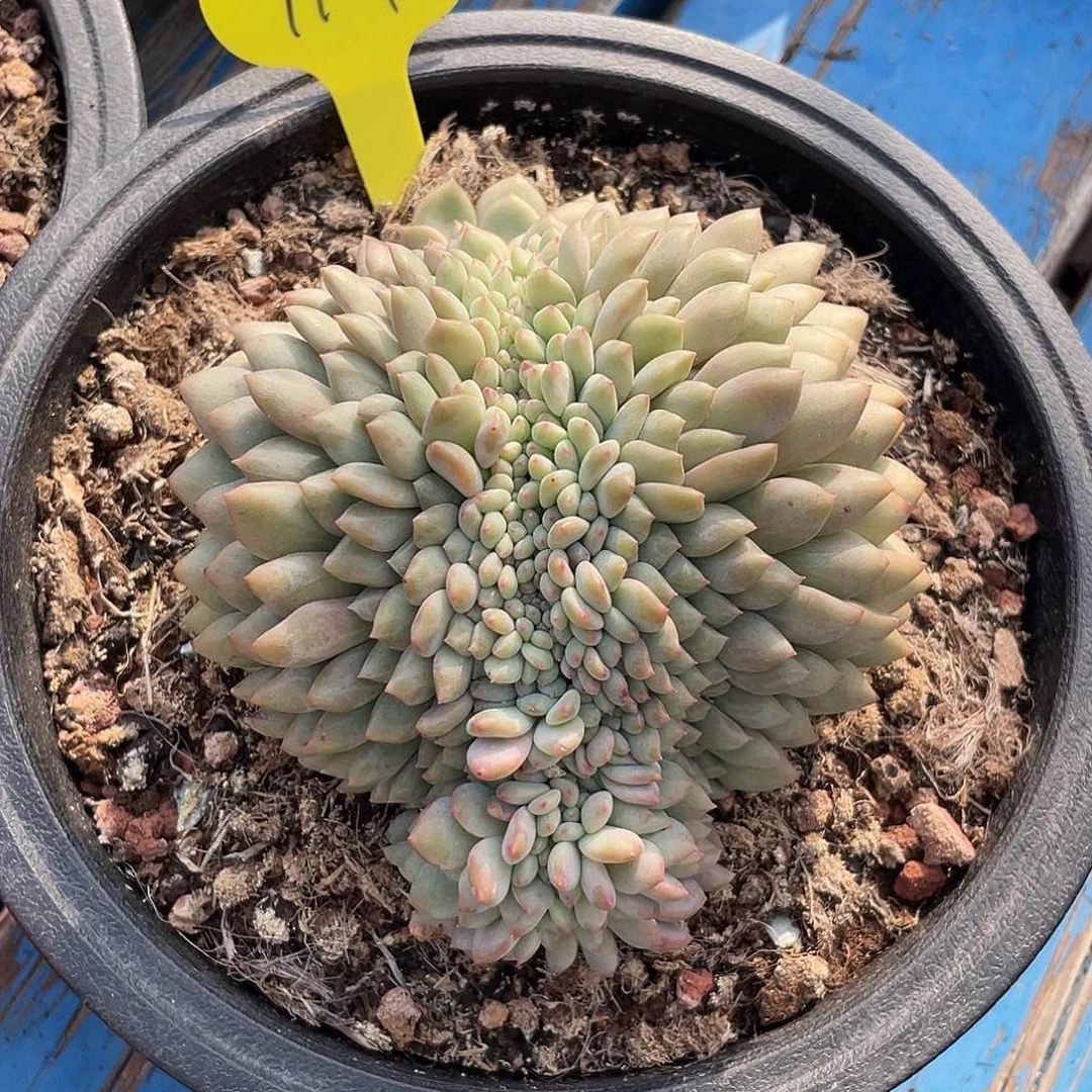 凌雪缀化多肉植物121