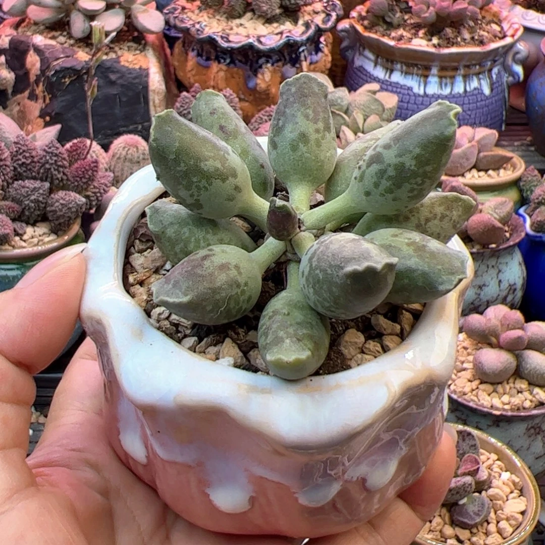 新***娘海豹带盆。