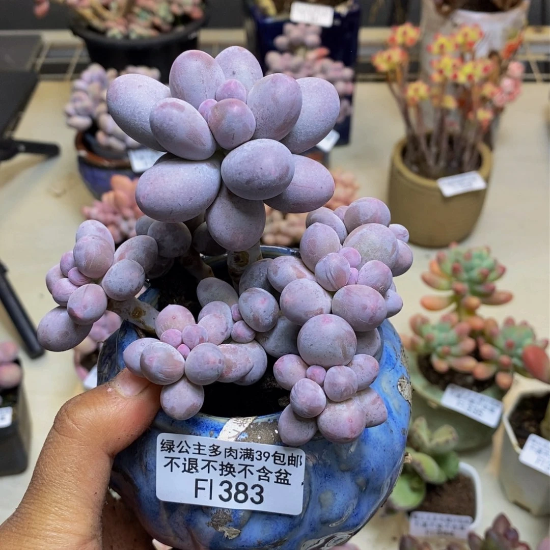 383香水手指奶多肉9c m