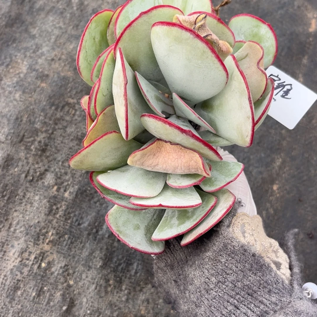 宇****媒白眉多肉植物