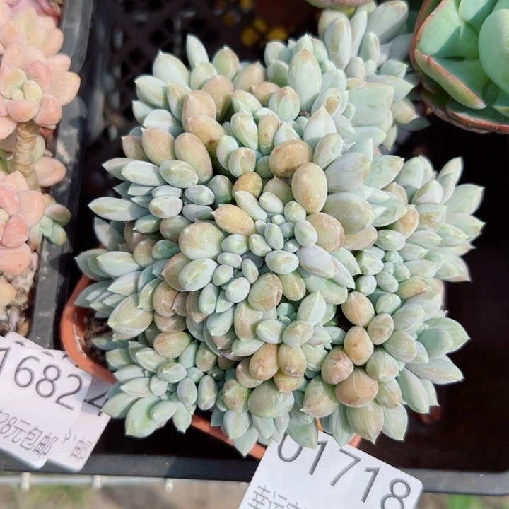 幸运儿的一句台词我真的