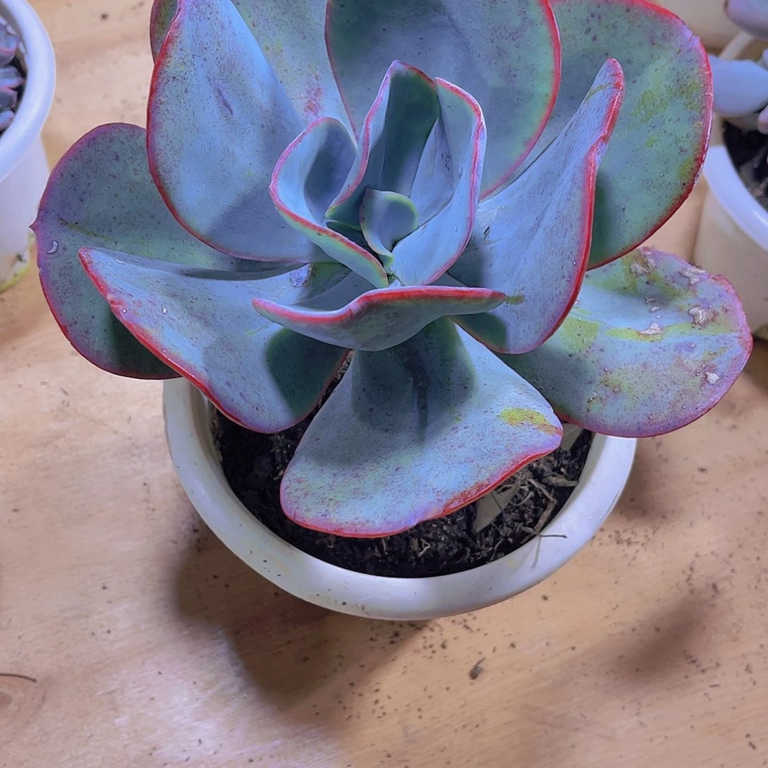 她****葱00000000000000670