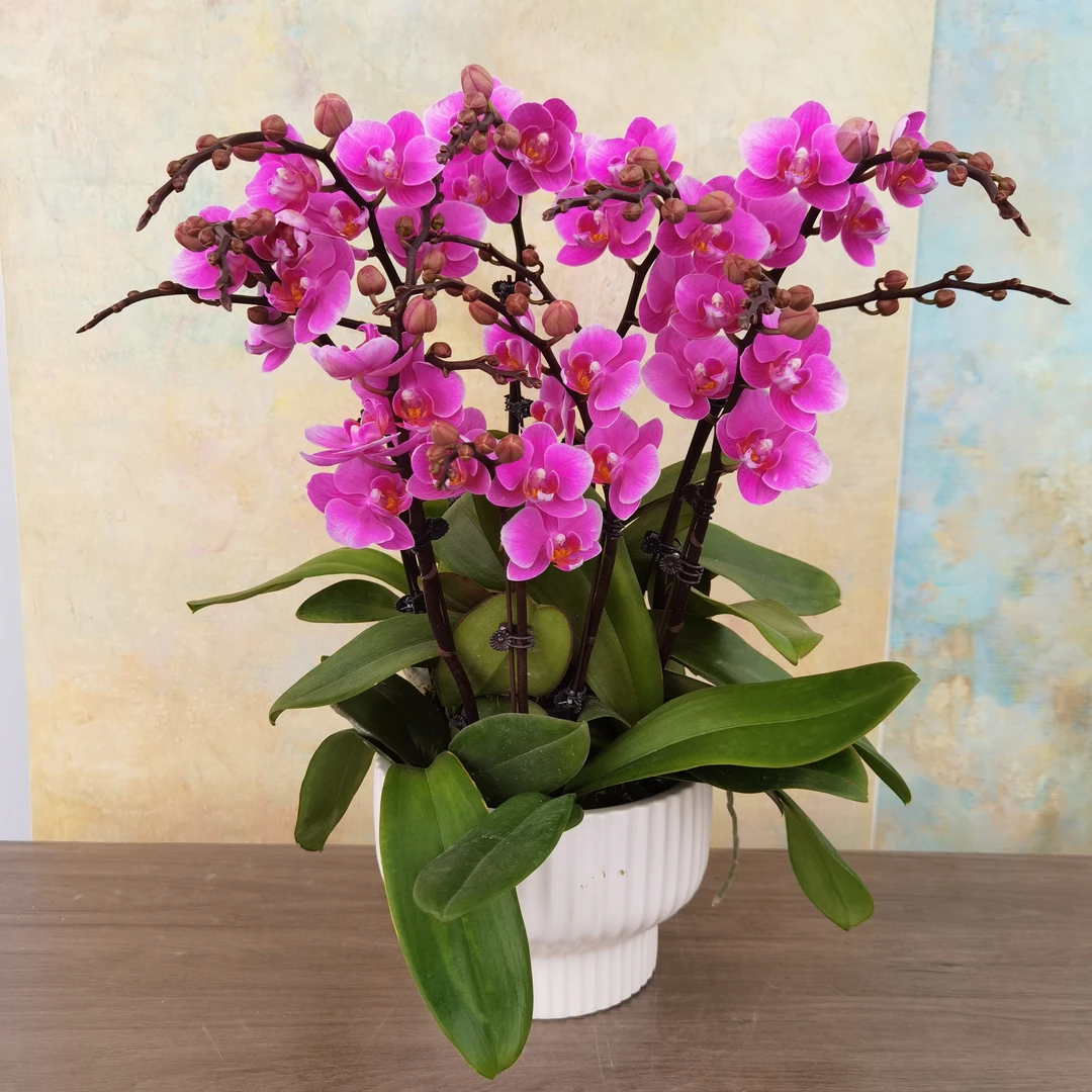 【骄阳公主】蝴蝶兰桃粉色开花带花苞好养花期长室内观察花卉盆栽