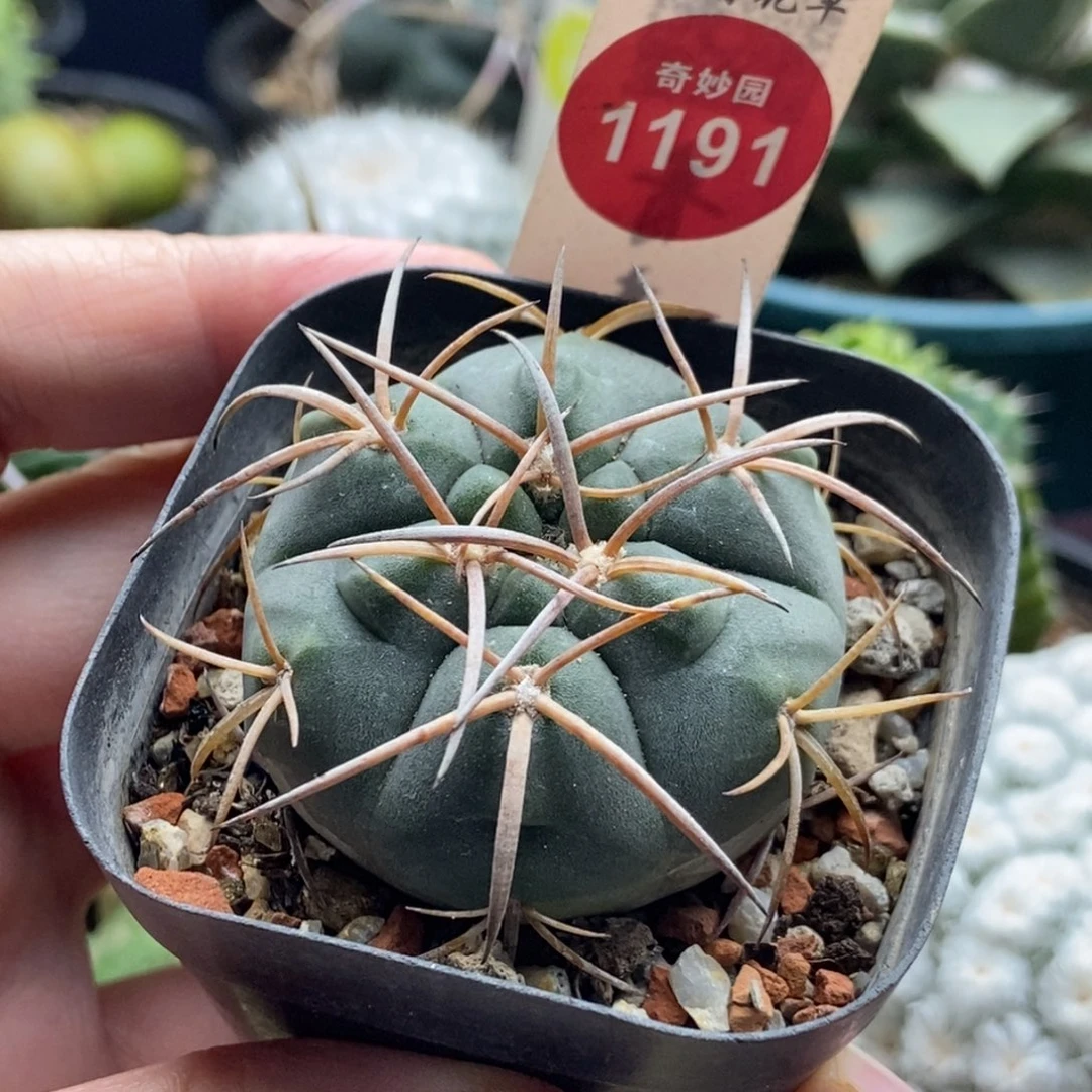 实生宽刺天平丸4.3cm