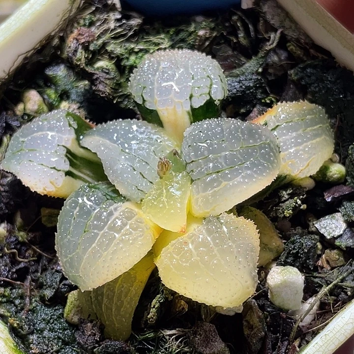 497天空之镜锦福利