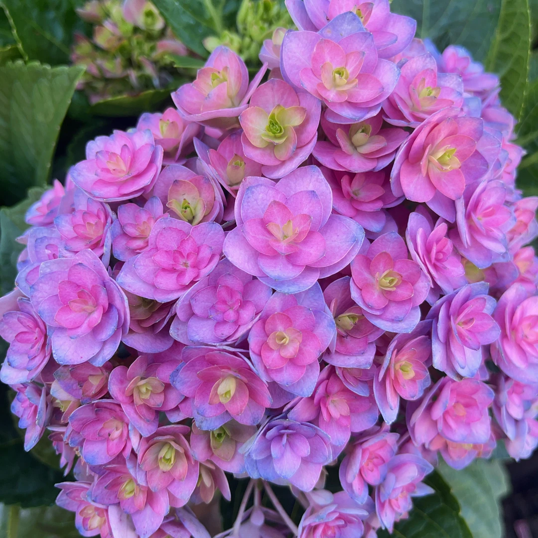 太阳神殿 (1.5加仑)重瓣绣球盆爆花好养花期长阳台 云南鲜花绿植