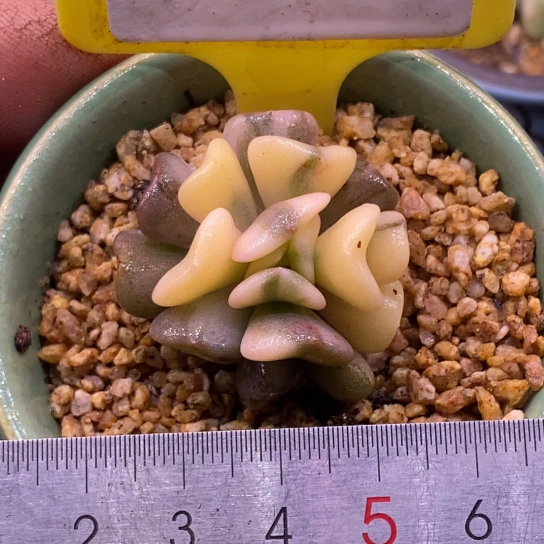 3167雪精灵锦，拉丝富轮