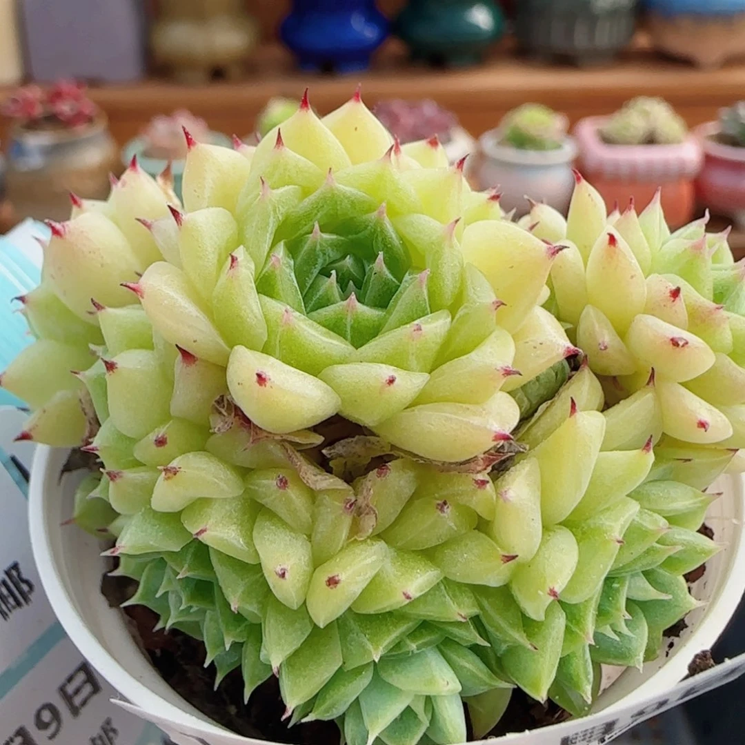 花语逸镜0809-13散