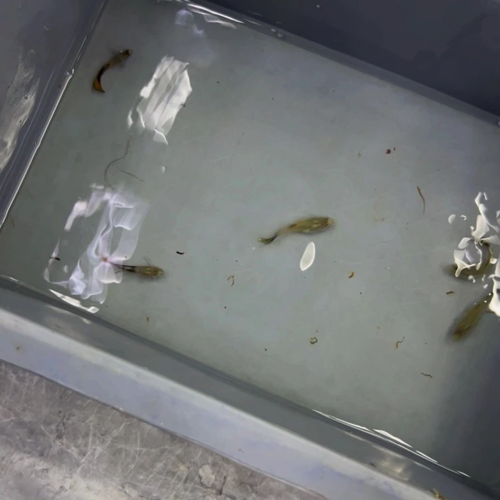 孔雀鱼黄虎斑小圆尾俩对