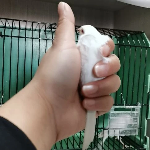 X***Y玄凤鹦鹉/鸡尾鹦鹉白玉红眼一只公