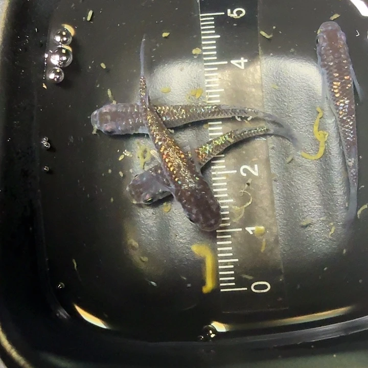 青鳉鱼44号拍品蓝宝石