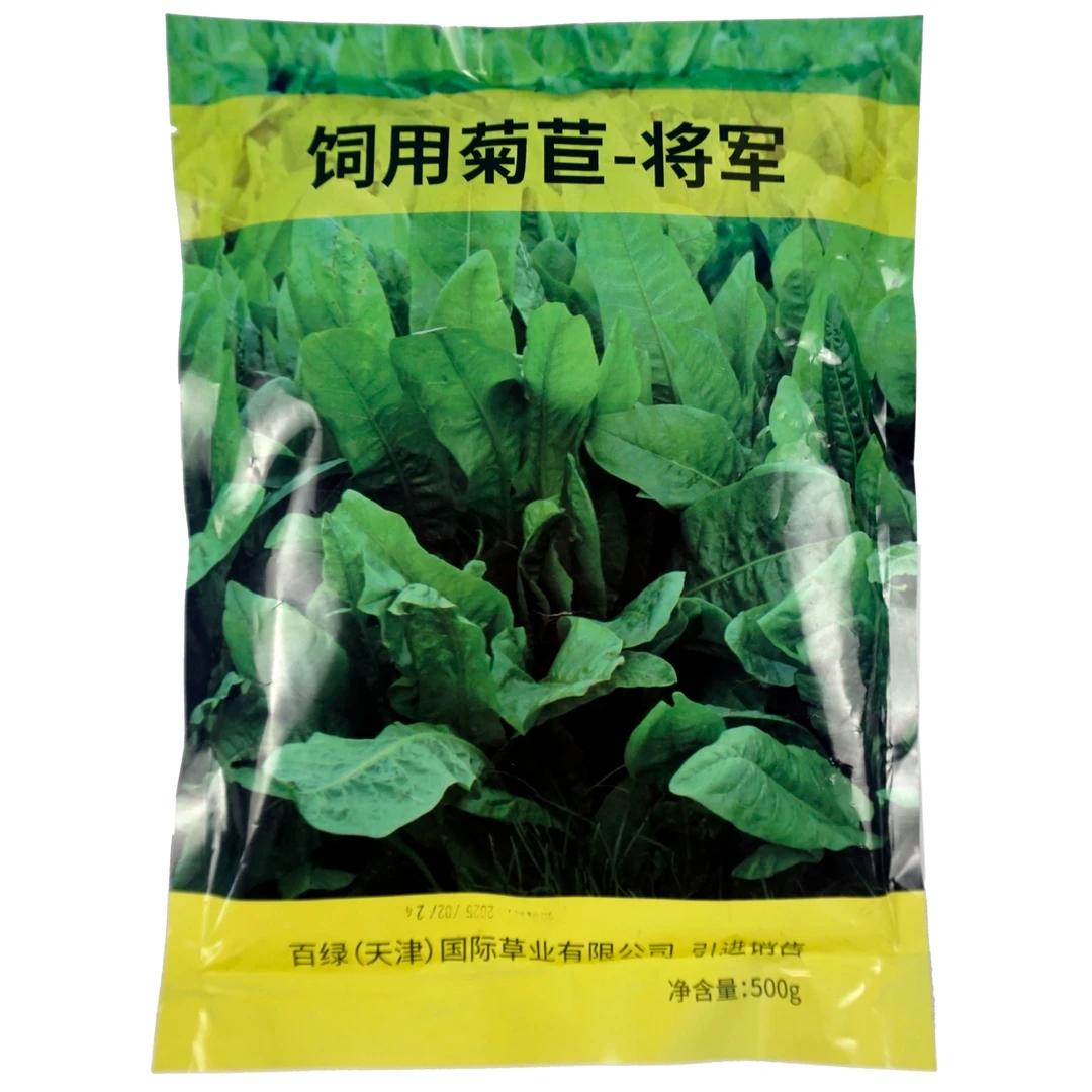 进口将军菊苣种子菊苣多年生四季牧草种子猪牛羊鸡鸭鹅鱼草籽