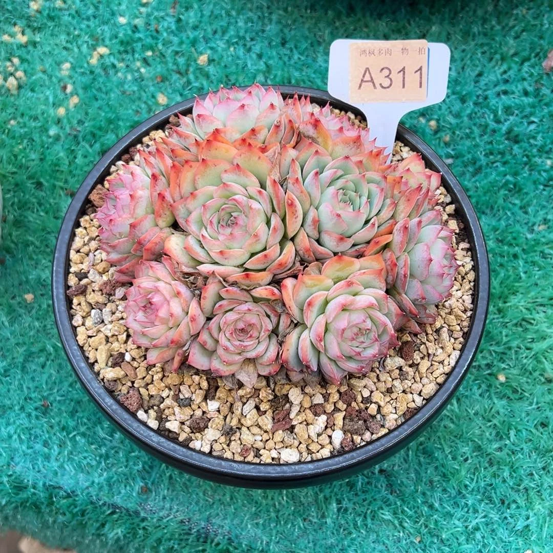 芸****侧影，，，，，，，，，，，，，，，，