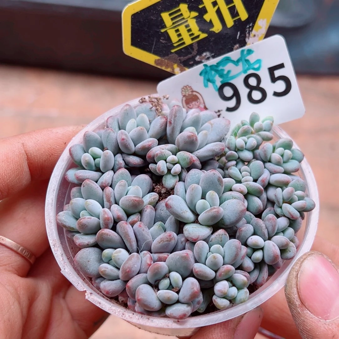 多肉植物多肉植物