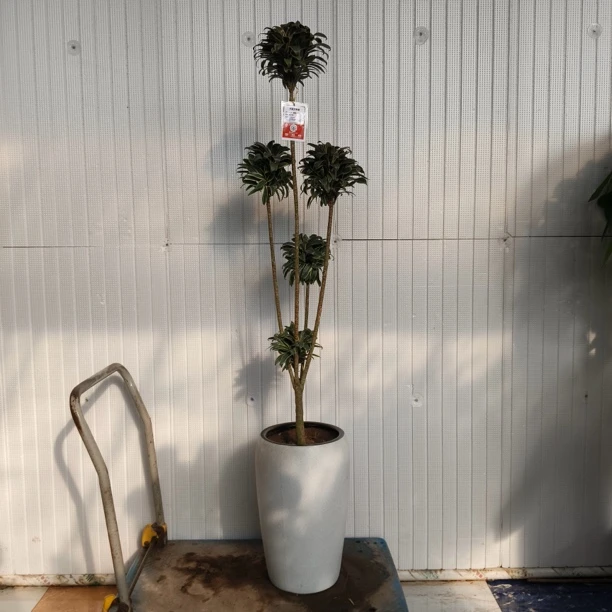 巧克力朱蕉简约绿植