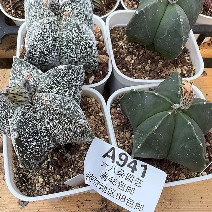 941号618福利4个鸾凤玉