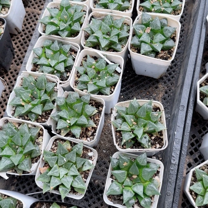 瑕疵木叶克多肉植物一颗