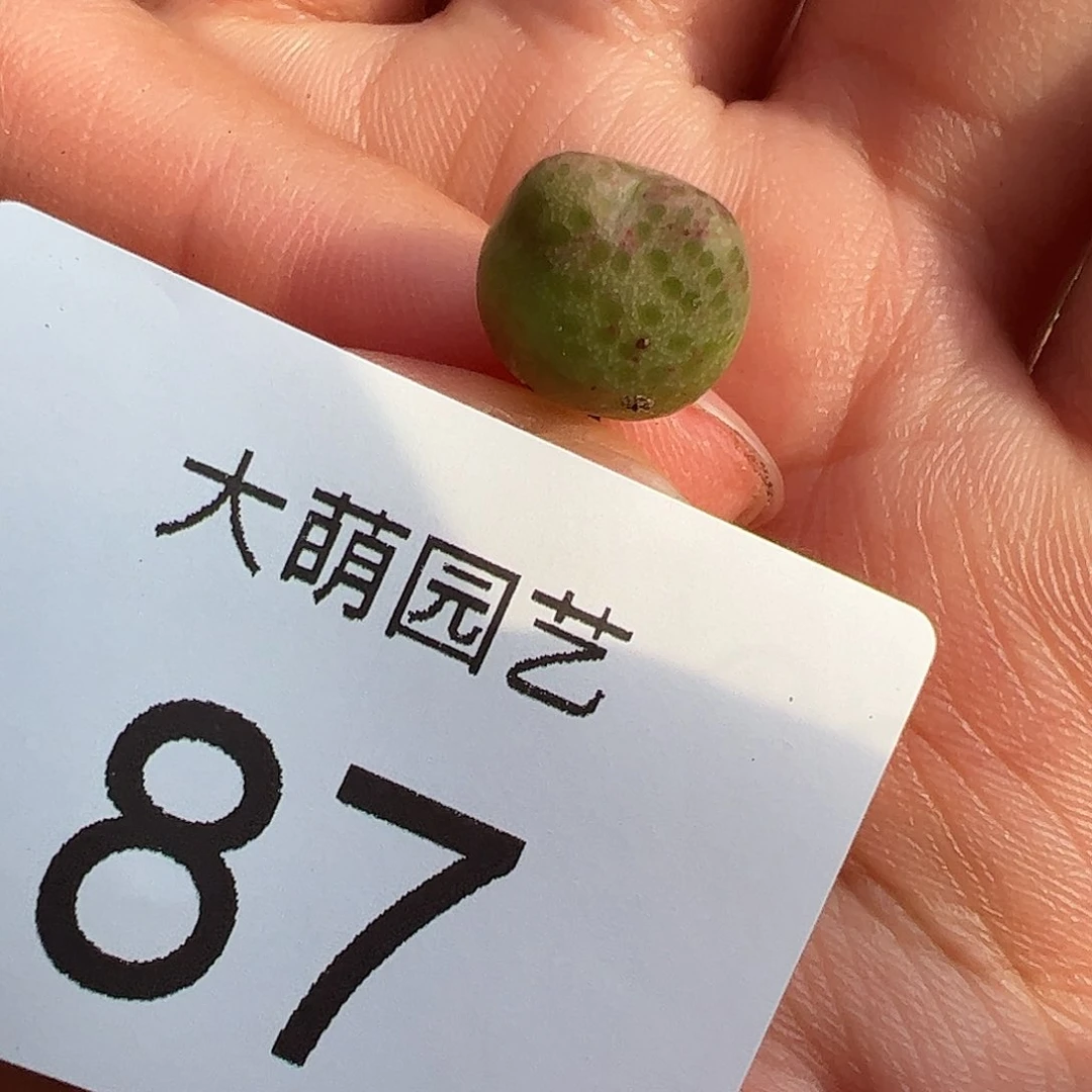 000087量拍1425.962红头斑马单头1颗