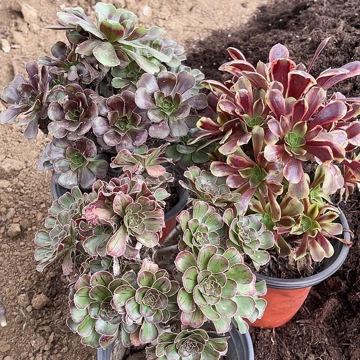 3棵玫瑰玫瑰玫瑰玫瑰