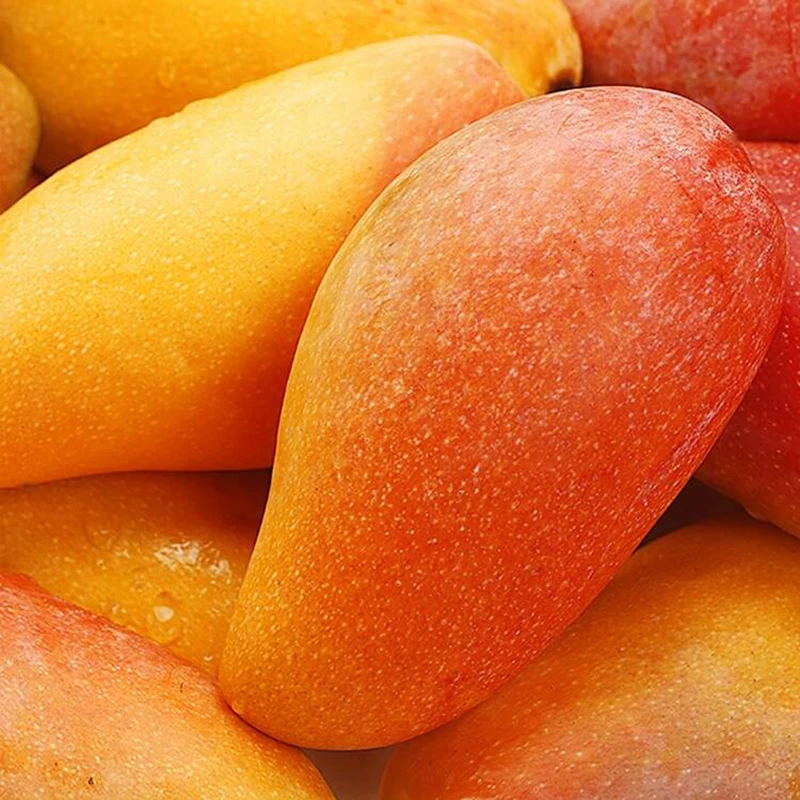 【放熟吃】海南贵妃芒果新鲜热带水果当季三亚水果果园现摘现发