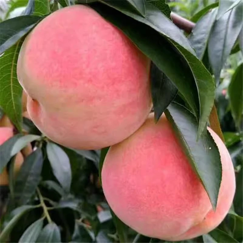 山东肥城桃莱山蜜水蜜桃【顺丰包邮】