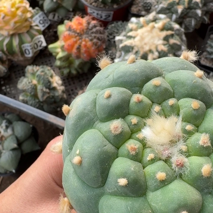 275螺旋大尤仙仙人球