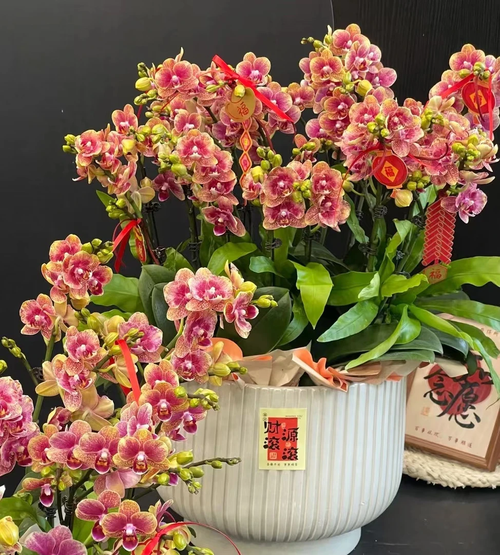 蝴蝶兰年宵花[金蝶] 高品质蝴蝶兰 带多花剑发货 6-8个月花期