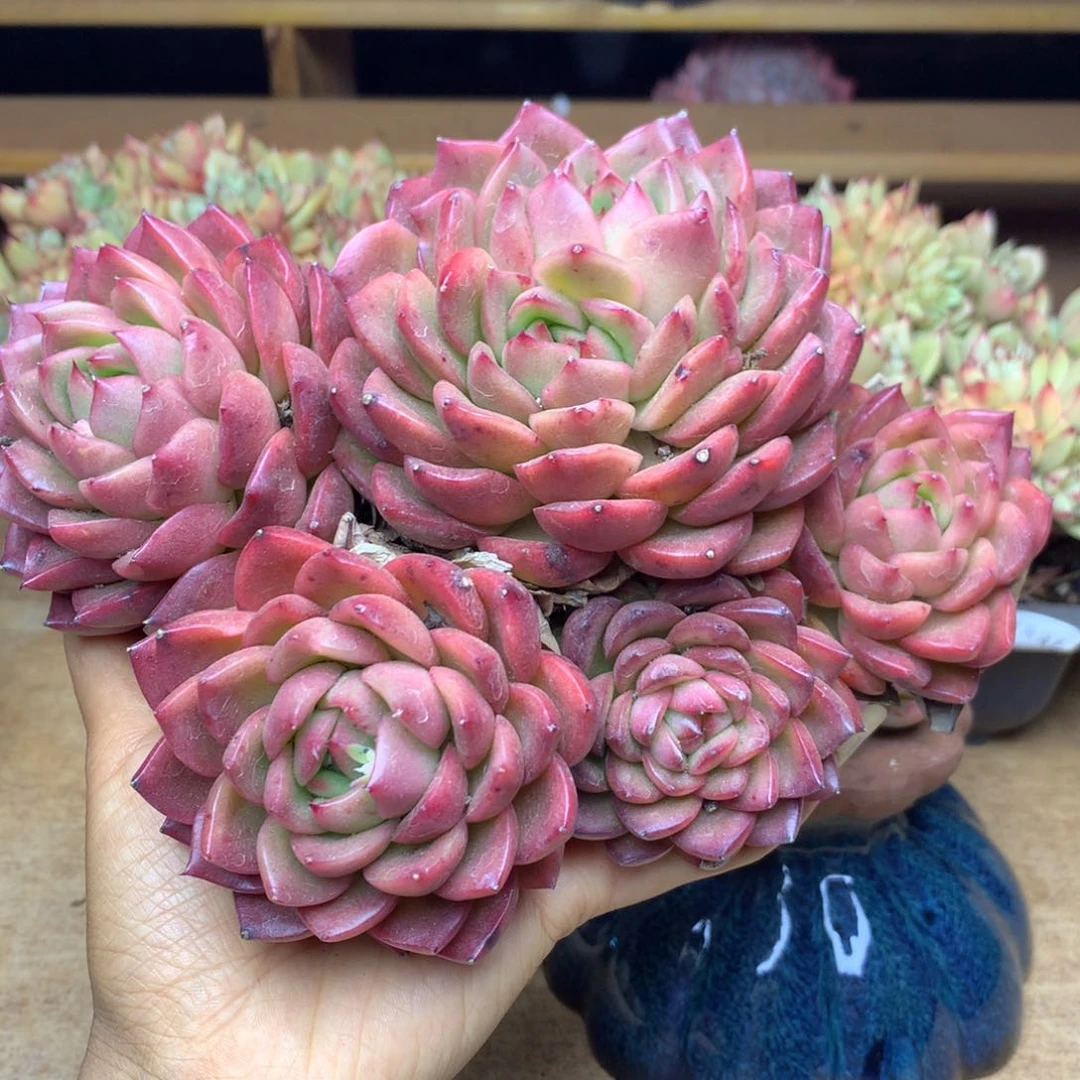 迪****6767杆子有洞特价处理