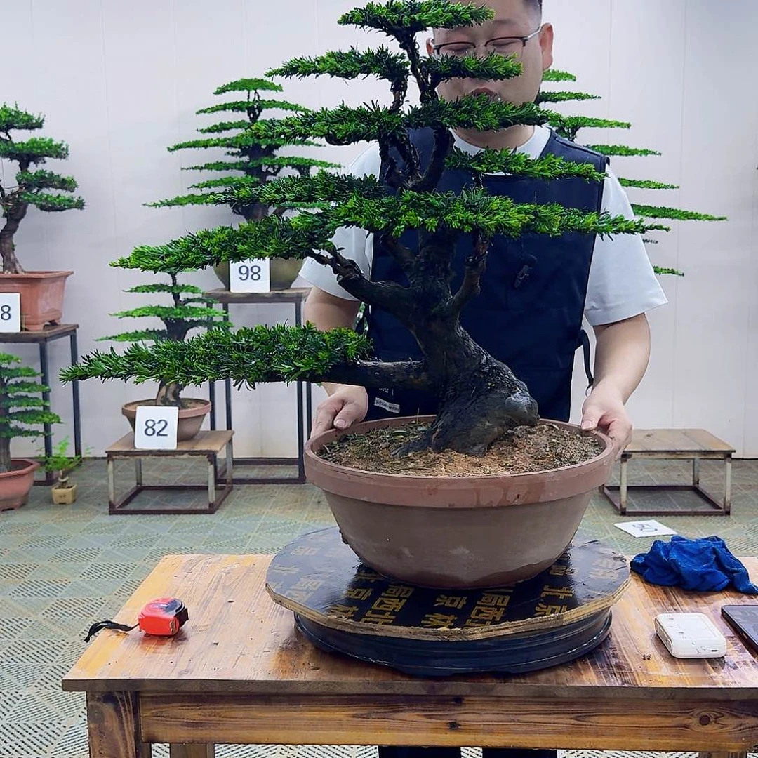 无花朵米叶罗汉松造型盆景