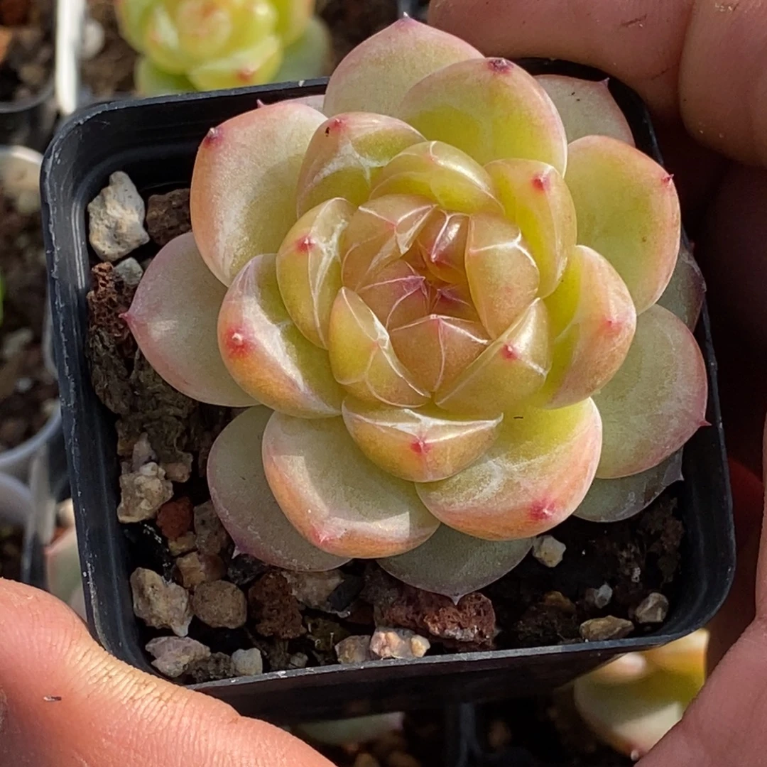 天官赐福百无禁忌