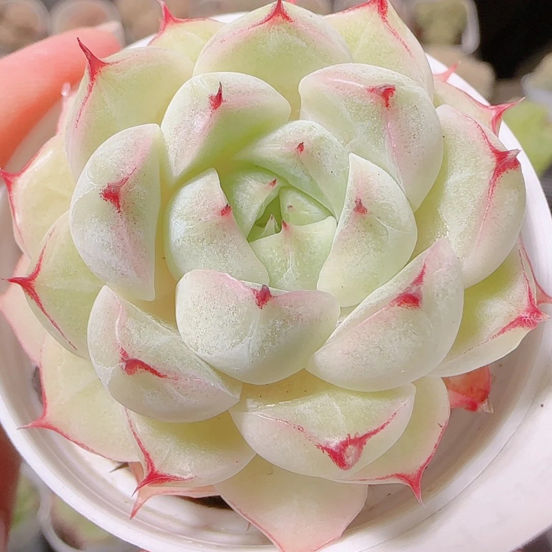花语逸镜1126-95女王