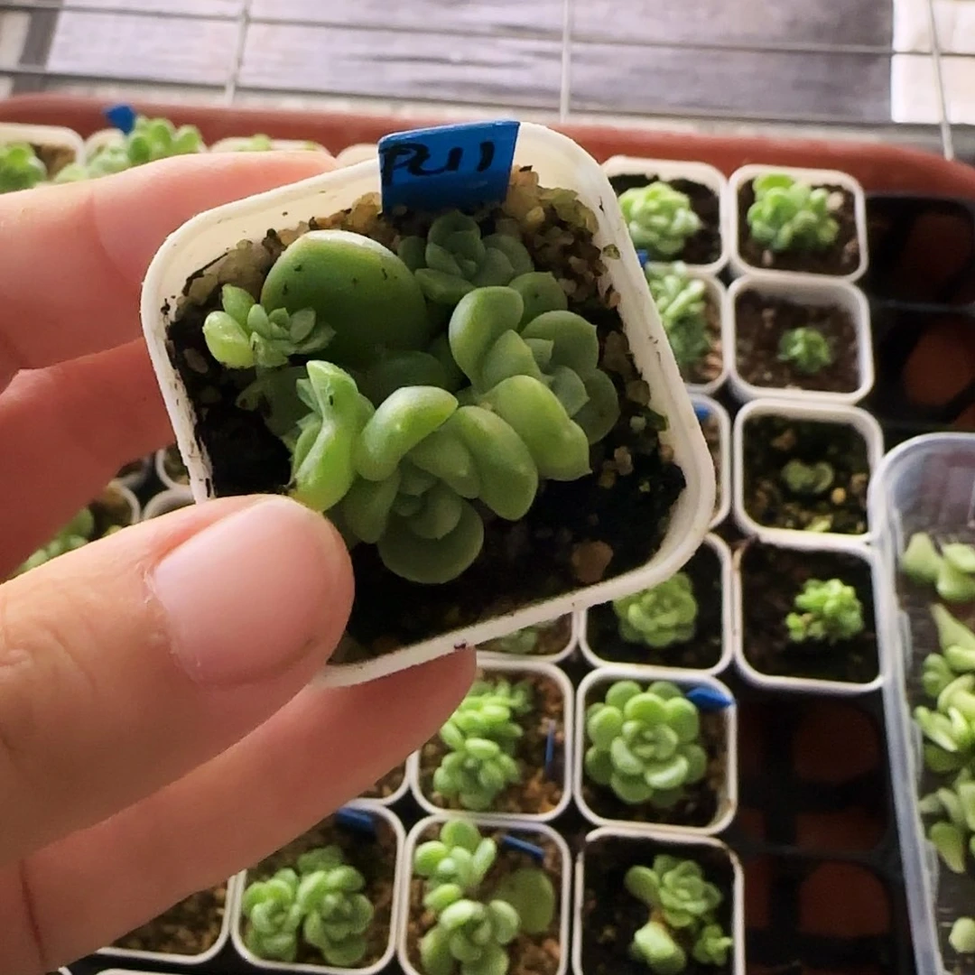 A****55头P C11 中苗一个满25包邮