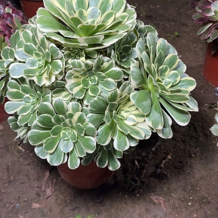 依***。多肉植物迈巴赫20
