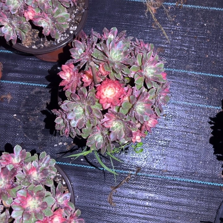 黑膜锦多肉植物精华花花