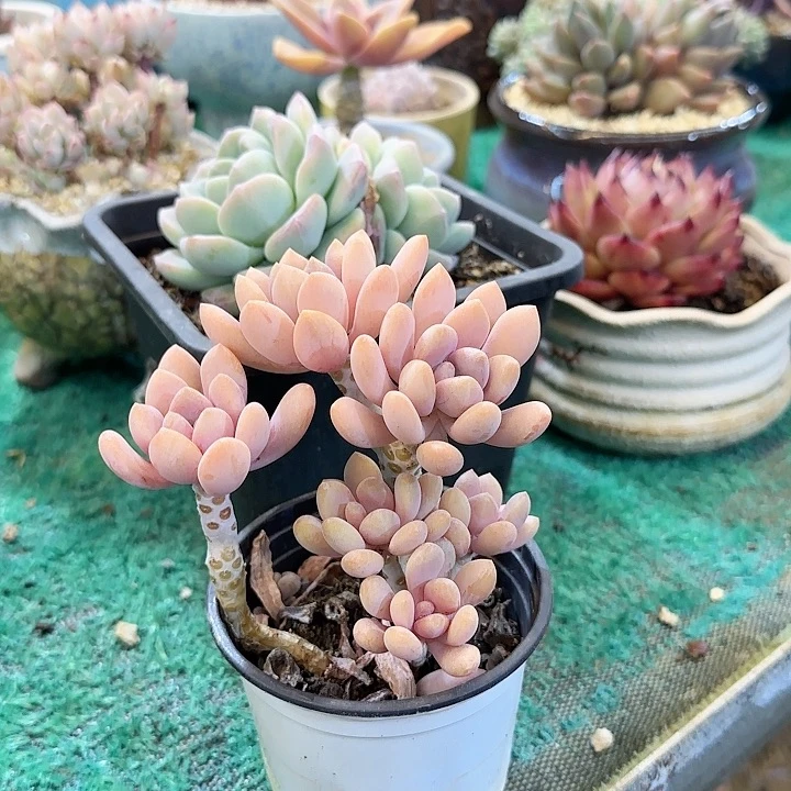 木**心美人手指一物一拍