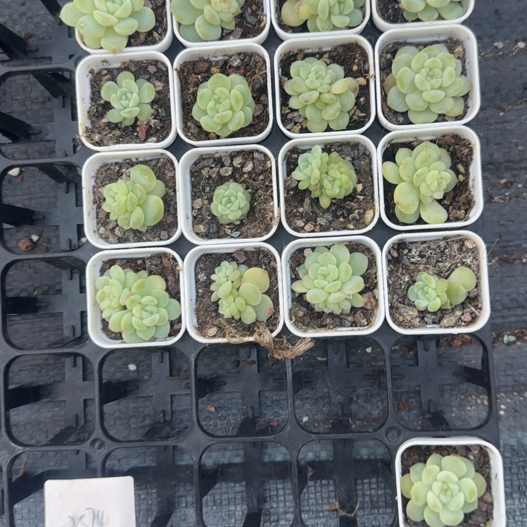 玄子t1 盆7床一个满25包邮